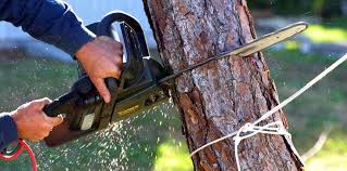 Best Tree Maintenance Programs  in St Stephen, SC