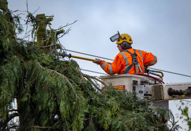 How Our Tree Care Process Works  in  St Stephen, SC