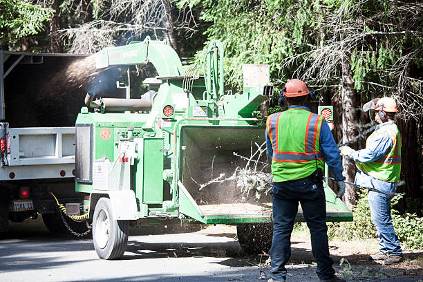 Best Hazardous Tree Removal  in St Stephen, SC