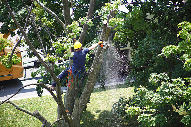 Best Seasonal Cleanup (Spring/Fall)  in St Stephen, SC