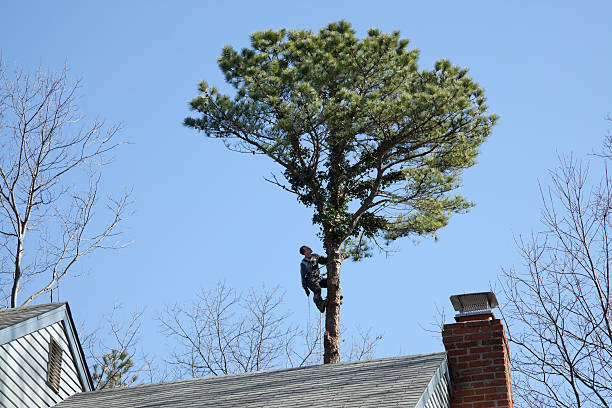 Lawn Maintenance Plans in St Stephen, SC