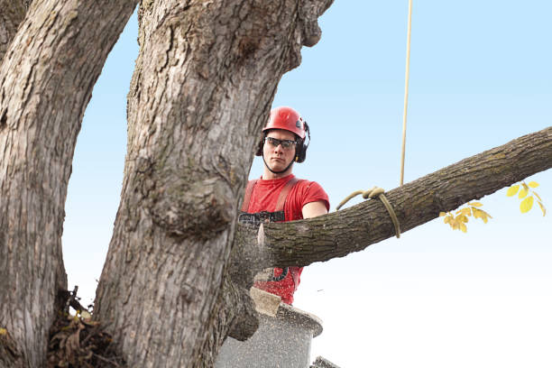 Best Firewood Processing and Delivery  in St Stephen, SC